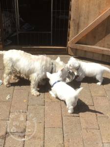 Westies Puppies