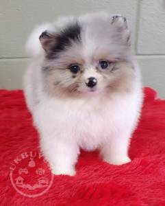 Pomeranian Pups Available