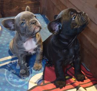 French bulldog Pups Available