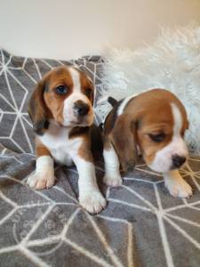 Beagle Pups Available