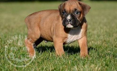 Gorgeous boxer  puppies playful puppies