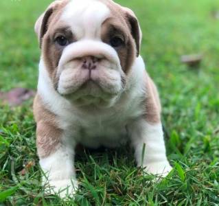 Gorgeous English bulldog puppies for sale 