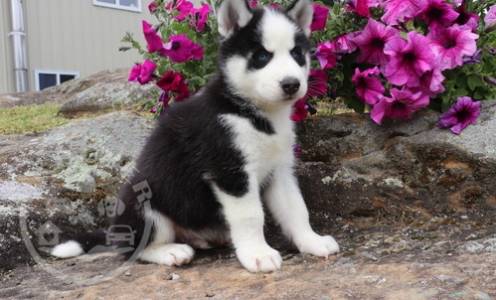 adorable, Alaskan malamute pomeranian ready now