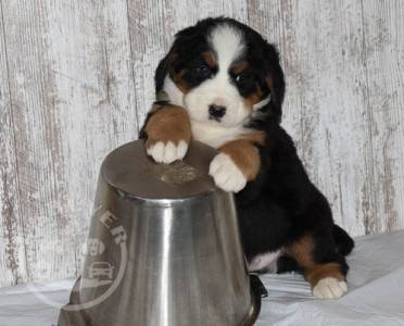 beautiful litter bernese mountain dog Puppi