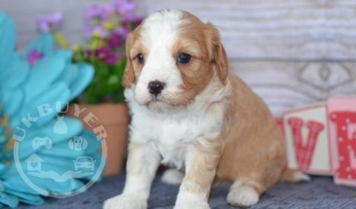 beautiful litter cavapoo Red and White Puppis for sale 