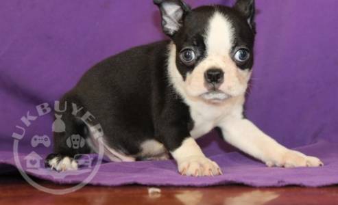 Gorgeous boston terrier  puppies playful puppies