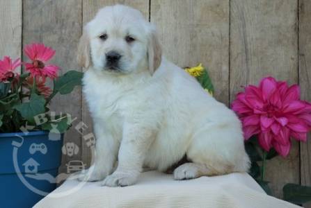 adorable, striking Golden reteiver  ready now