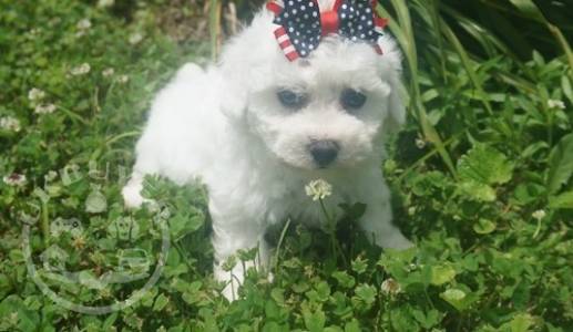 adorable,maltese  ready for sale