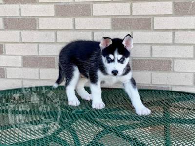 Gorgeous siberian husky puppies playful