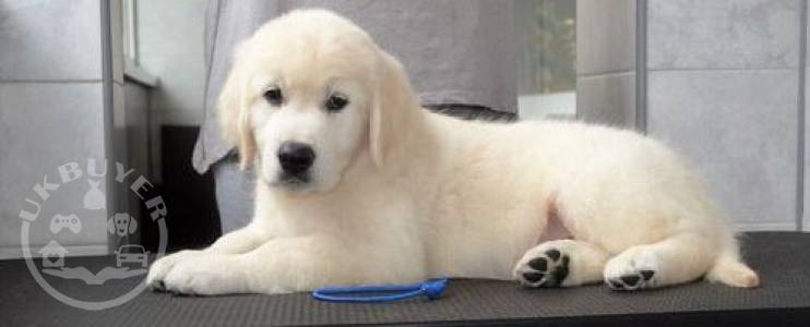 Gorgeous labrador retriever  playful puppies