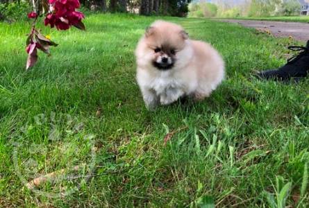 Gorgeous pomeranian puppies playful puppies