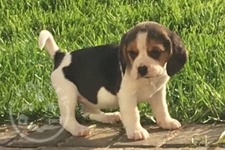 Gorgeous beagle puppies playful puppies