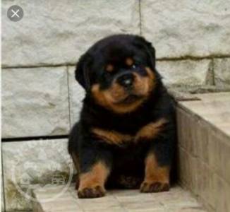 beautiful litter rottweiler   Red and White Puppies