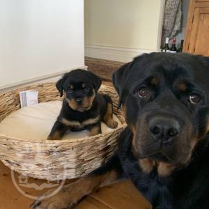 Rottweiler pups for sale