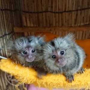 Pygmy  Marmoset Monkeys for sale WhatsApp::+447418365732