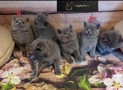 BSH kittens Amazingly beautiful, 