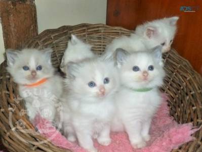 Home Raised Ragdoll Kittens