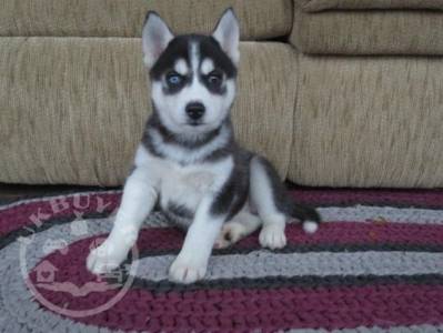 Akc registered Siberian Husky puppies