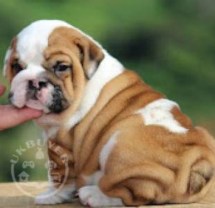 English bulldog puppies