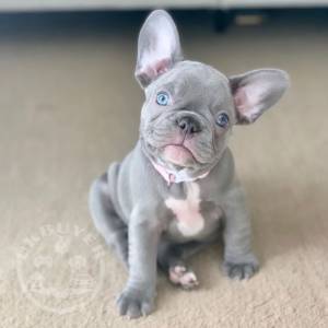 Stunning KC Reg French Bulldog Pupies