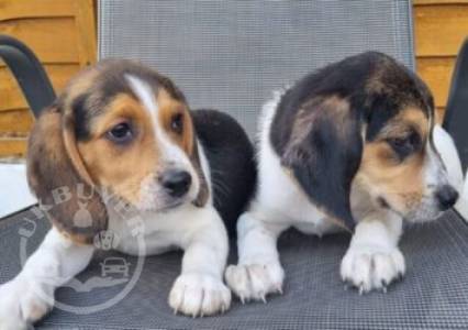 Outstanding beagle puppy for rehoming
