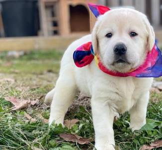 Lovely Labrador retriever puppies 