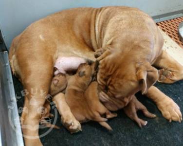 Beautiful Kc Dogue De Bordeaux Puppies