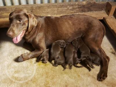 Chocolate Labrador Boys And Girl's