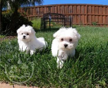 Pure Maltese puppies