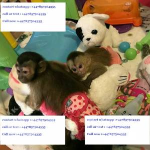 Healthy Male And Female Capuchin Monkeys For Adoption