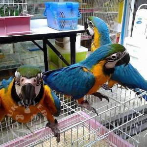 Magnificent Blue And Gold Macaw Parrots For Sale