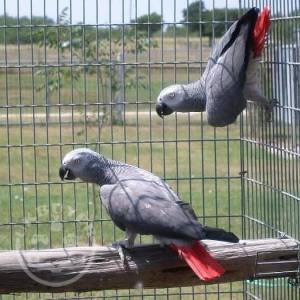 1 Year Talking Congo African Grey Parrots For Sale