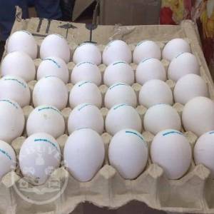PARROT EGGS FOR SALE - FERTILE EXOTIC BIRD EGGS FOR SALE