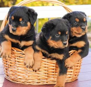 Rottweiler puppies for sale