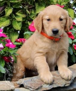 Golden Retriever puppies for sale