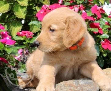 golden retriever7