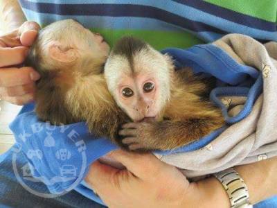 Capuchin Monkeys For Adoption