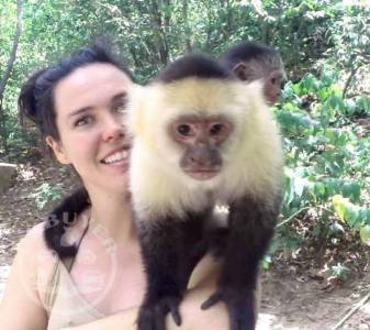 Exotic Capuchin Monkeys For Adoption