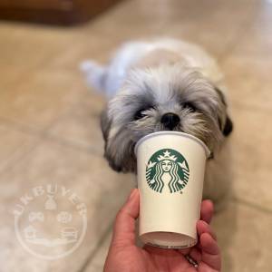 lunalee_the_shih_tzu-20210617-0013