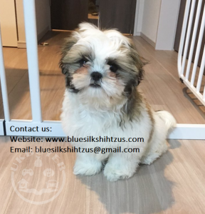 Shihtzu puppies for sale