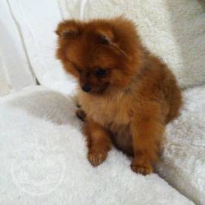 Pomeranian for sale