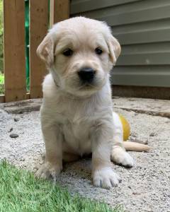 Golden Retriever Puppies