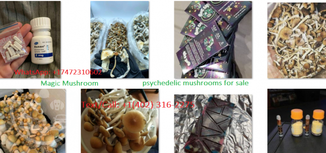 psychedelic mushrooms for sale