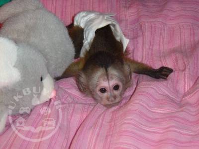 Squirrel monkeys,Capuchin monkeys,Spider monkeys,chimpanzees and Marmosets for sale