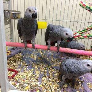 african grey