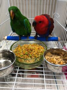 various species of birds and parrots available for sale.