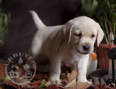 loving  Labrador  ready for adoption.