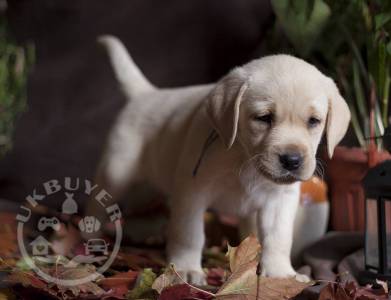 labrador_puppy_moscow___BZsfyCPlXsU___