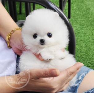 loving Pomeranian ready for adoption.