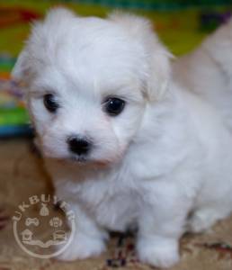 loving  Maltese ready for adoption.